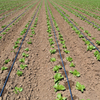Flat Drip Irrigation Tape for Agricultural Water Saving System | Irrigation Tape Manufacturer & Wholesale Supplier