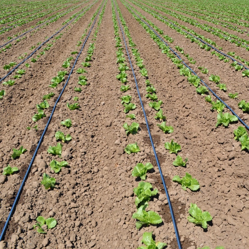 Flat Drip Irrigation Tape for Agricultural Water Saving System | Irrigation Tape Manufacturer & Wholesale Supplier