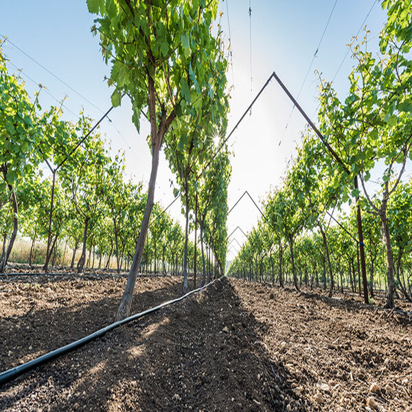DRIP IRRIGATION FOR ORCHARDS & VINEYARDS