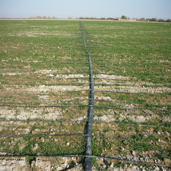 DRIP IRRIGATION FOR GRAIN FIELDS