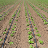 T Labyrinth Drip Irrigation Tape Manufacturer for Agricultural Irrigation Solutions