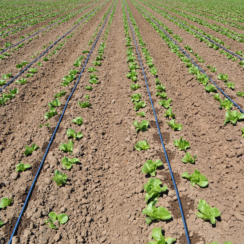 T Labyrinth Drip Irrigation Tape Manufacturer for Agricultural Irrigation Solutions
