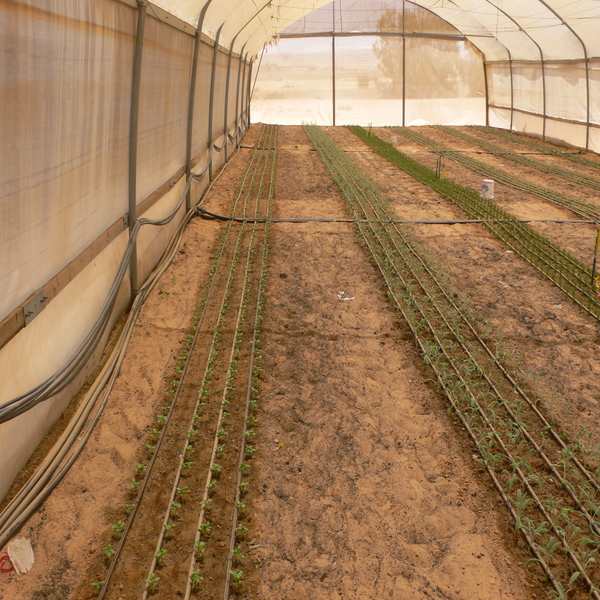 DRIP IRRIGATION FOR GREENHOUSE SEEDLINGS