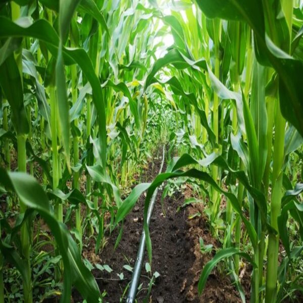 DRIP IRRIGATION FOR TALL CROPS