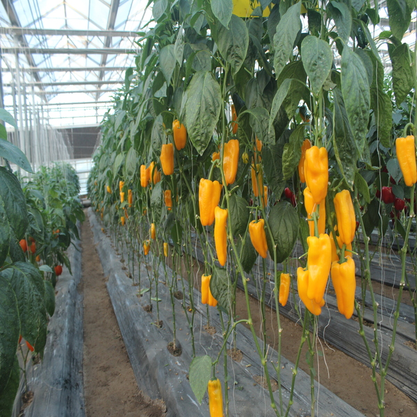 DRIP IRRIGATION FOR GREENHOUSE PEPPERS