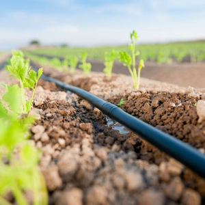 Integral Cylindrical Drip Line Supplier for Efficient Agricultural Irrigation Systems