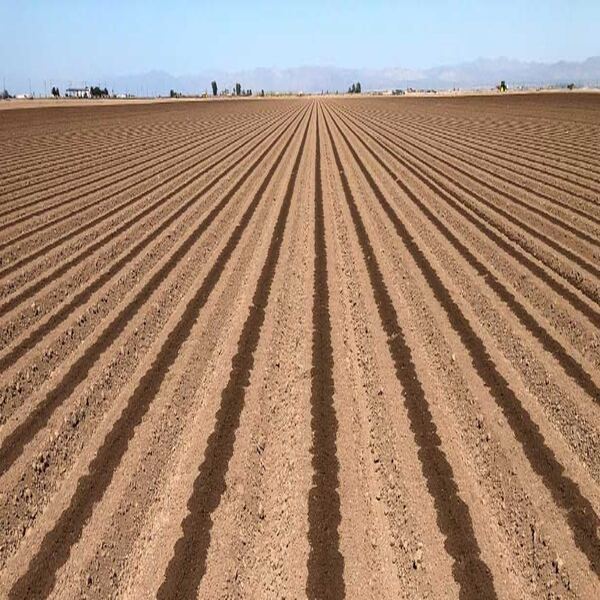 IRRIGATION TAPE LAYING IN FIELDS