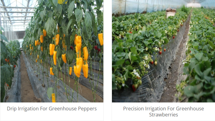 Application-Greenhouse Vegetables