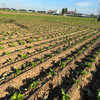 16mm Flat Emitter Drip Irrigation Tape Manufacturer, PE Drip Line Supplier