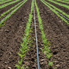 Flat Drip Irrigation Tape for Agricultural Water Saving System | Irrigation Tape Manufacturer & Wholesale Supplier