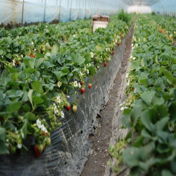 PRECISION IRRIGATION FOR GREENHOUSE STRAWBERRIES